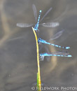 Spreadwing Damselflies, CO