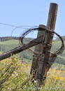 Barbed Wire on Fence, CO