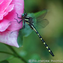 Delta Spotted Spiketail, dragonfly, NH