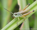 Grasshopper, NH