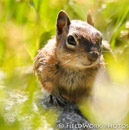 Ground Squirrel-1 CO