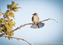 Western Kingbird, NM