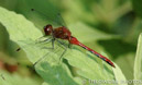 White-faced Meadowhawk, dargonfly, NH