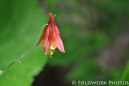 Red Columbine, NH