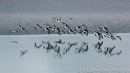 Oystercatchers, Outer Hebrides, Scotland