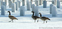 Canada Geese in cemetery, OH
