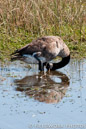 Canada Goose, Assateague, MD