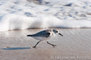 Sanderling, Assateague, MD