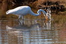 Great Egret, Assateague, MD