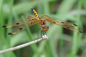 Calico Pennant