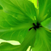 Green_leaves